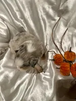 Bmf3, a female Toy Australian Shepherd for sale in Cumby, TX – Photo 8 of 10