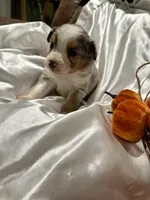 Bmf3, a female Toy Australian Shepherd for sale in Cumby, TX – Photo 9 of 10