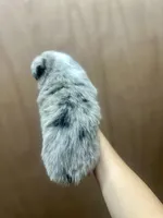 Bmf3, a female Toy Australian Shepherd for sale in Cumby, TX – Photo 5 of 10