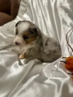 Bmf3, a female Toy Australian Shepherd for sale in Cumby, TX – Photo 3 of 10