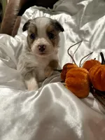 Bmf3, a female Toy Australian Shepherd for sale in Cumby, TX – Photo 7 of 10