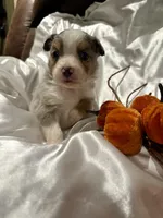 Bmf3, a female Toy Australian Shepherd for sale in Cumby, TX – Photo 6 of 10