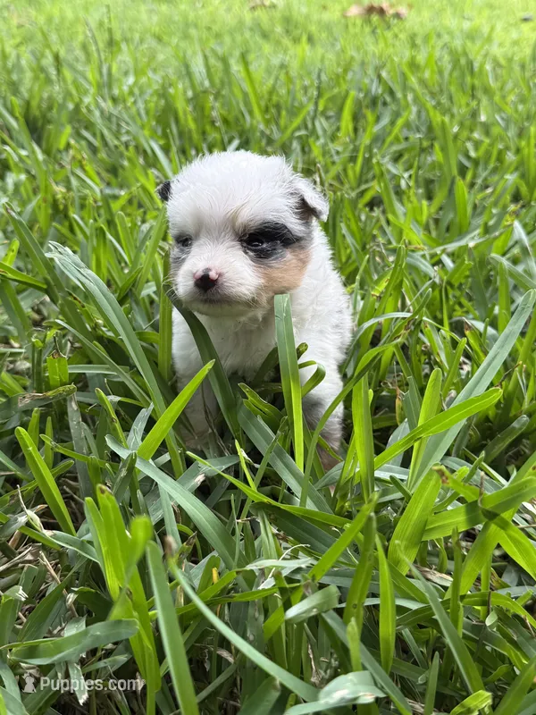 Blue female harlequin TEENY TINY – Toy Australian Shepherd puppy for sale in Cumby, TX