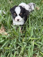 Black tri female, a female Toy Australian Shepherd for sale in Cumby, TX – 2 of 3