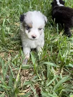 Blue Merle male, a male Toy Australian Shepherd for sale in Cumby, TX – 6 of 7