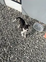 processed/889dfa3a-e038-4775-aac2-8e7292be94a6/listing/65b977be-88aa-421c-af0e-f07b202010db/f3f86606-3f56-4a6f-b1db-07b3c490b189