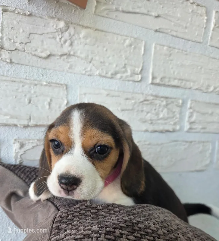 Reyna – Beagle puppy for sale in Santa Ana, CA