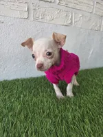 Pink, a female Chihuahua for sale in Santa Ana, CA – 2 of 2
