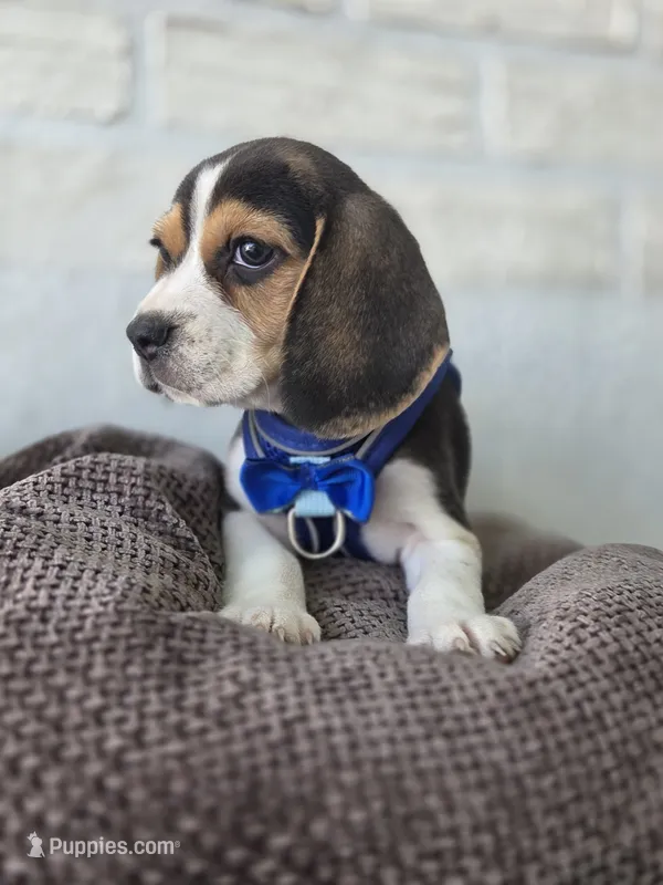 Rino  – Beagle puppy for sale in Santa Ana, CA