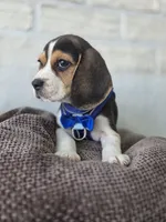 Rino , a male Beagle for sale in Santa Ana, CA – 1 of 3