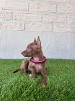 Pupy , a male Chihuahua for sale in Santa Ana, CA – 3 of 3