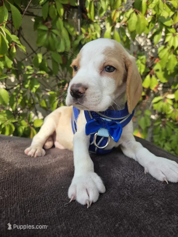 Perry  – Beagle puppy for sale in Santa Ana, CA