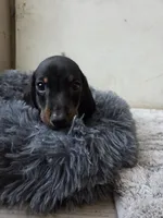 Blacka , a male Dachshund for sale in Santa Ana, CA – 3 of 3