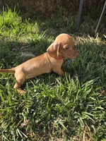 Tequila , a male Miniature Dachshund for sale in Santa Ana, CA – 4 of 4