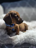 Drago, a male Dachshund for sale in Santa Ana, CA – 2 of 3