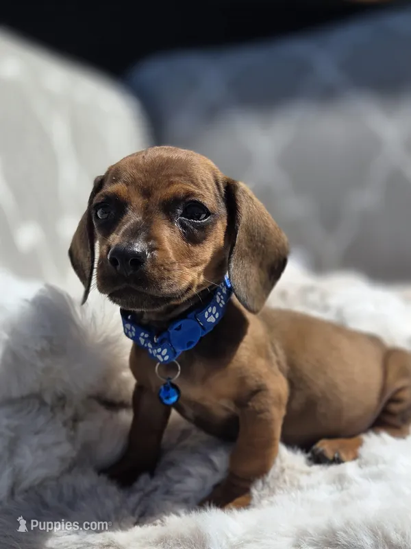 Drago – Dachshund puppy for sale in Santa Ana, CA