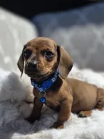 Drago, a male Dachshund for sale in Santa Ana, CA – 1 of 3