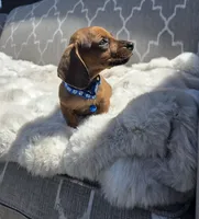 Drago, a male Dachshund for sale in Santa Ana, CA – 3 of 3