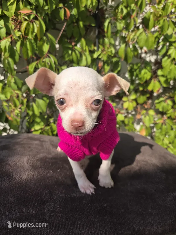 Pink – Chihuahua puppy for sale in Santa Ana, CA