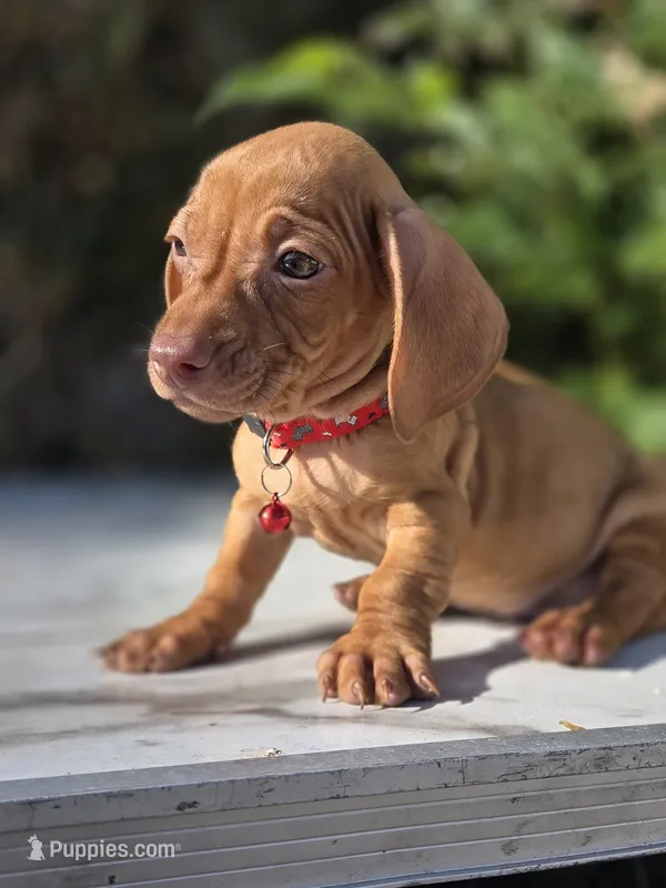 Tequila  – Miniature Dachshund puppy for sale in Santa Ana, CA
