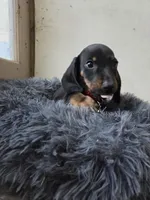 Blacka , a male Dachshund for sale in Santa Ana, CA – 2 of 3