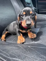 Blacky, a male Dachshund for sale in Santa Ana, CA – 2 of 2