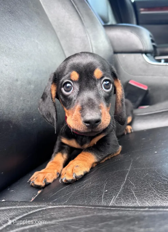 Blacky – Dachshund puppy for sale in Santa Ana, CA
