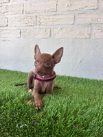 Pupy , a male Chihuahua for sale in Santa Ana, CA – 2 of 3