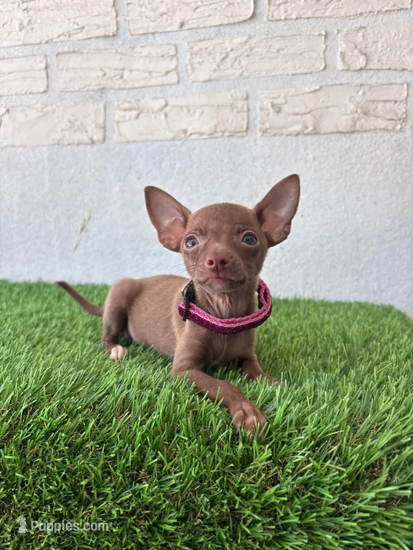 Pupy  – Chihuahua puppy for sale in Santa Ana, CA