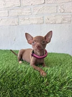 Pupy , a male Chihuahua for sale in Santa Ana, CA – 1 of 3