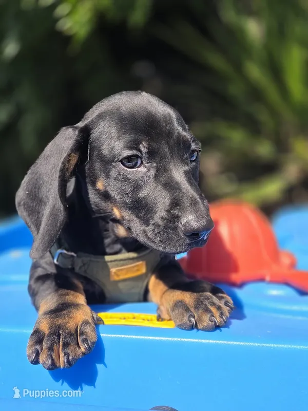 Milooo – Dachshund puppy for sale in Santa Ana, CA