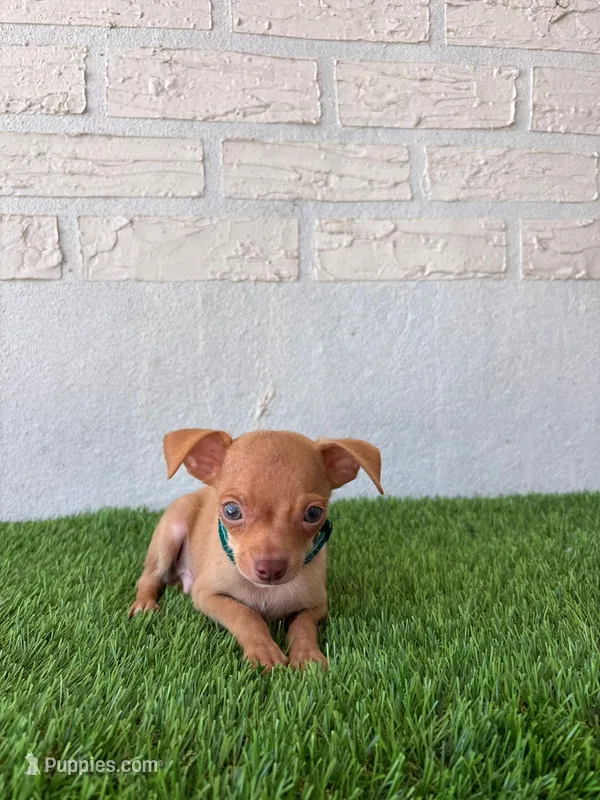 Rey – Chihuahua puppy for sale in Santa Ana, CA