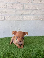 Rey, a male Chihuahua for sale in Santa Ana, CA – 1 of 3