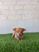 Rey, a male Chihuahua for sale in Santa Ana, CA – 3 of 3