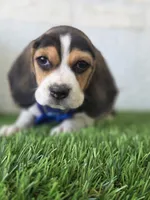 Rino , a male Beagle for sale in Santa Ana, CA – 3 of 3