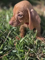 Tequila , a male Miniature Dachshund for sale in Santa Ana, CA – 3 of 4