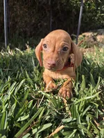 Tequila , a male Miniature Dachshund for sale in Santa Ana, CA – 2 of 4