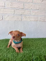 Rey, a male Chihuahua for sale in Santa Ana, CA – 2 of 3