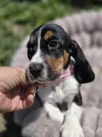Chia, a female Basset Hound for sale in Santa Ana, CA – 2 of 2