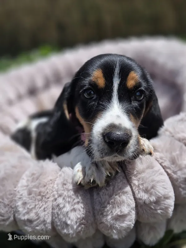 Chia – Basset Hound puppy for sale in Santa Ana, CA