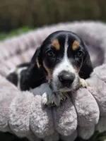 Chia, a female Basset Hound for sale in Santa Ana, CA – 1 of 2