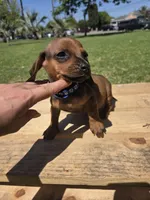 Linch , a male Miniature Dachshund for sale in Santa Ana, CA – 3 of 3