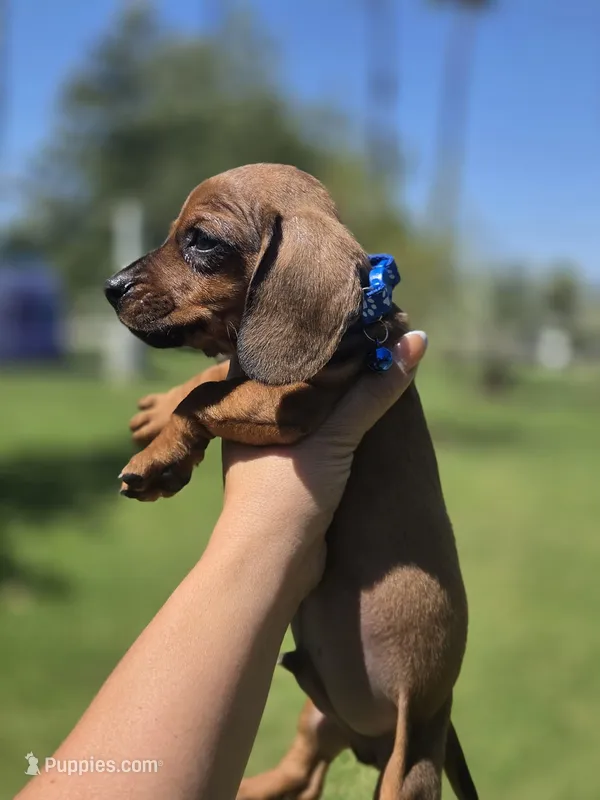 Linch  – Miniature Dachshund puppy for sale in Santa Ana, CA
