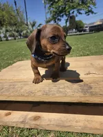 Linch , a male Miniature Dachshund for sale in Santa Ana, CA – 2 of 3