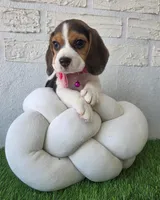 Reyna, a  Beagle for sale in Santa Ana, CA – 2 of 2