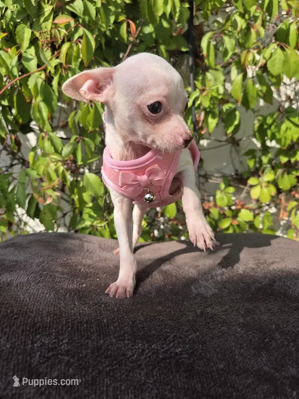 Bella, a female Chihuahua for sale in Santa Ana, CA – 1 of 1