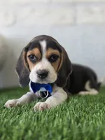 Rino , a male Beagle for sale in Santa Ana, CA – 2 of 3