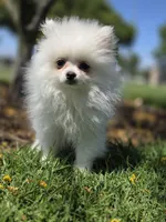 2 pounds, a male Pomeranian for sale in Santa Ana, CA – Photo 3 of 3