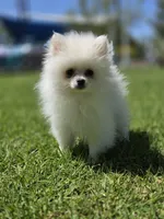 2 pounds, a male Pomeranian for sale in Santa Ana, CA – Photo 2 of 3