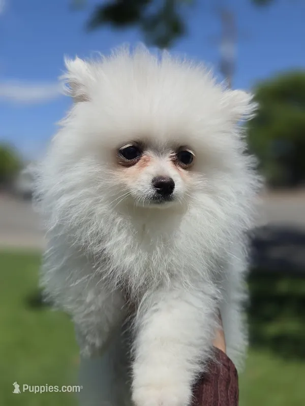 2 pounds – Pomeranian puppy for sale in Santa Ana, CA